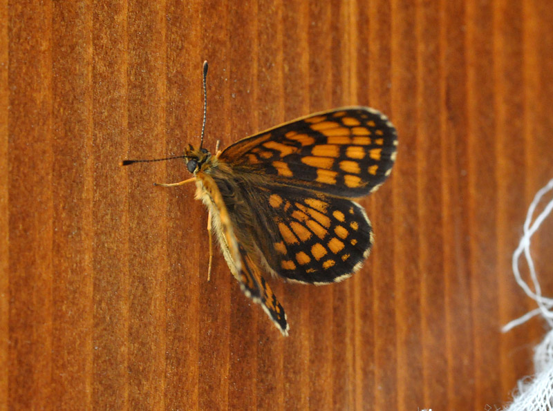 Bruco di melitaea athalia?